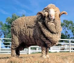 Why Is Merino Better?